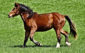 Quanto tempo vive um cavalo? Descubra agora - quanto tempo vive um cavalo