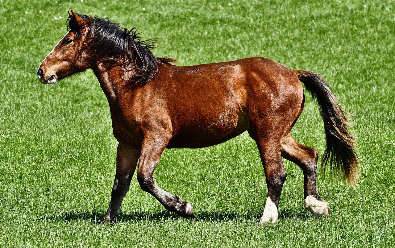 Quanto tempo vive um cavalo? Descubra agora - quanto tempo vive um cavalo